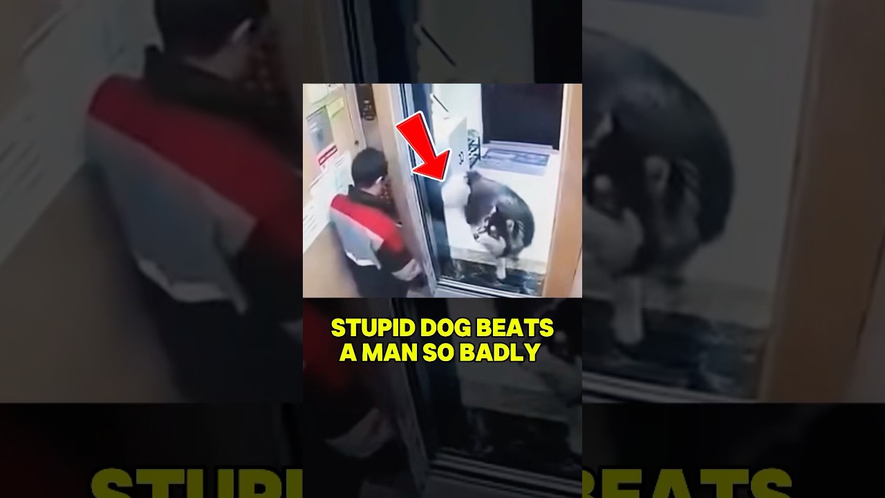A Man Received An Unexpected Beat From Angry Dog In The Elevator 🥺 #dog #facts