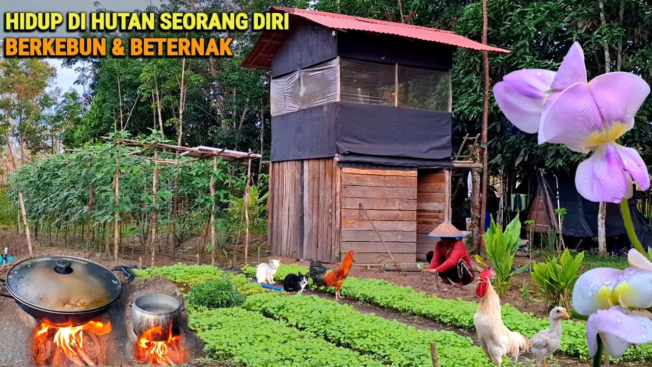 Di iringi hujan Panen kacang,tanam kemangi, Masak ayam kampung liwet tiwul, hidup di hutan CR-115