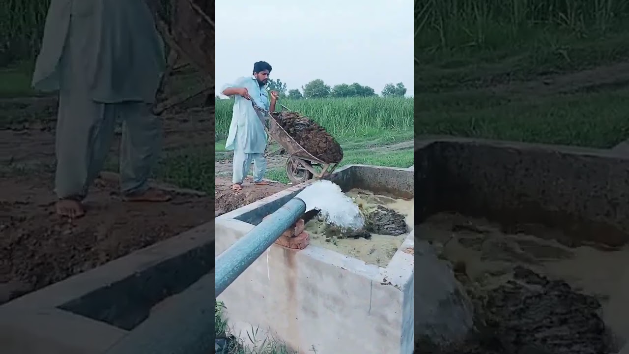 #best way of spreading #manure in #field #village #shorts
