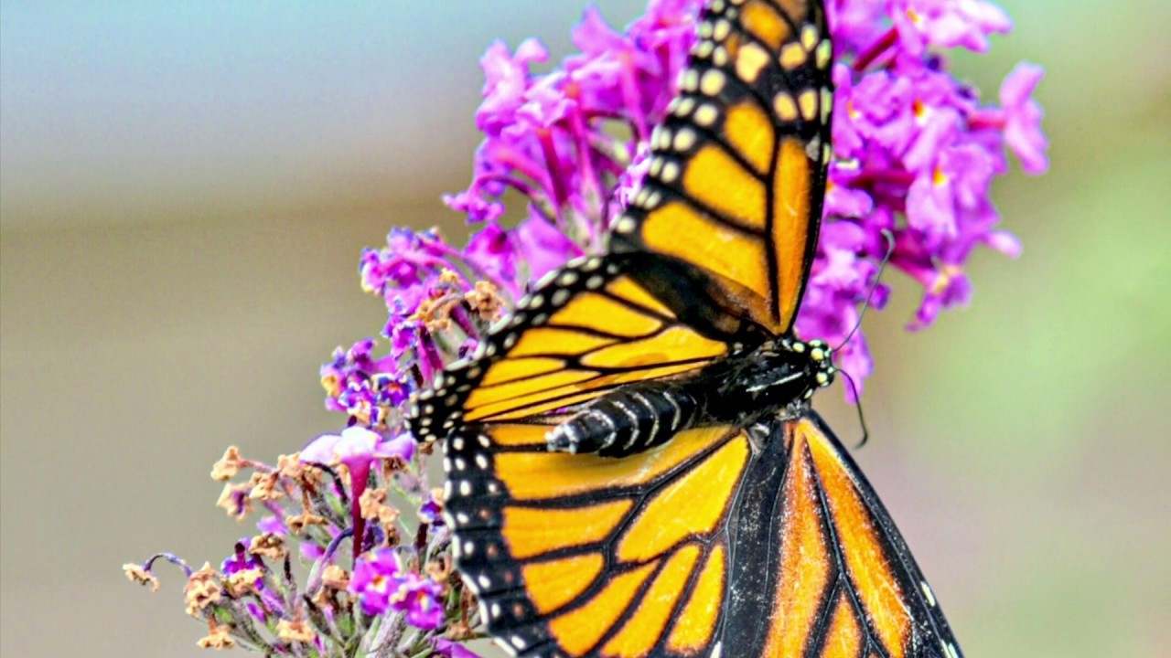 Butterfly Conservatory, Niagara Parks, Ontario Canada🇨🇦2019