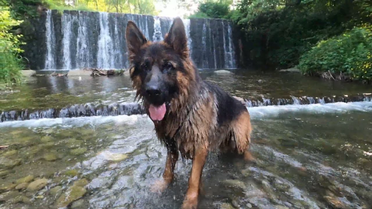 Major loves to get wet/Major uwielbia się moczyć