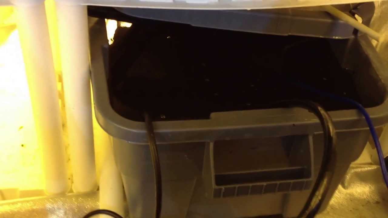 Flood n drain, DWC, 600 watt,4x4 scrog