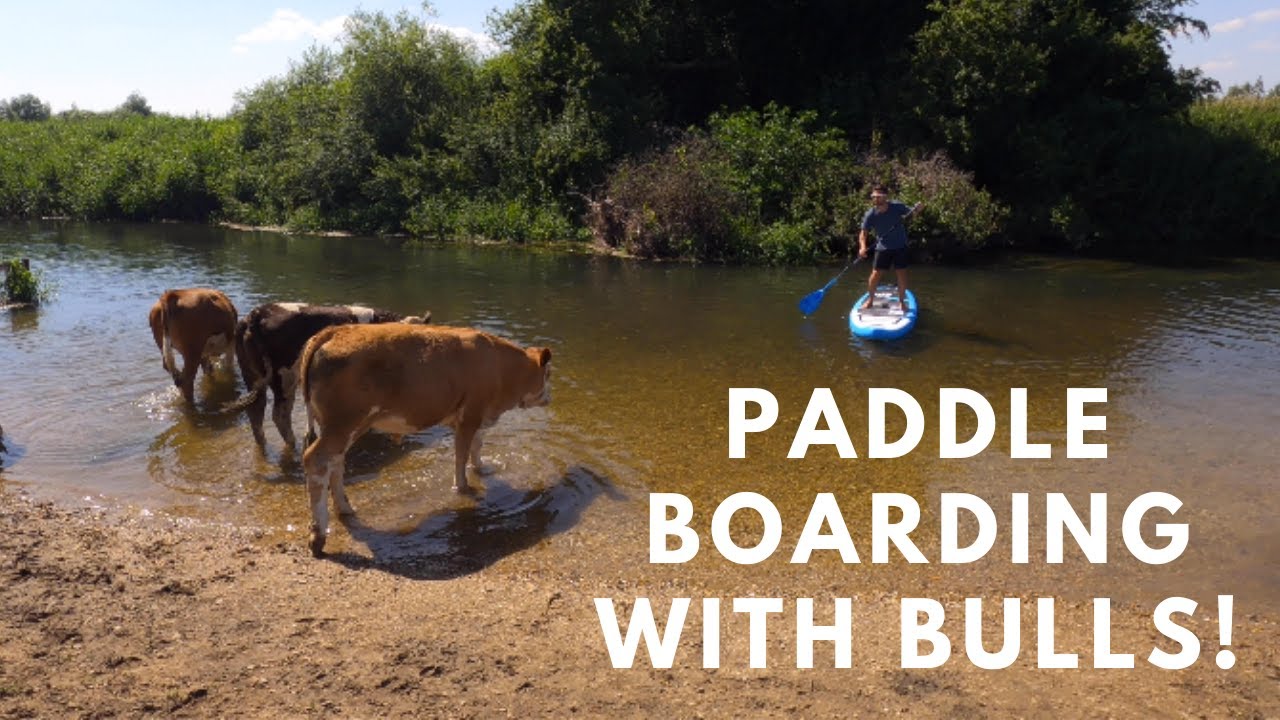 PADDLE BOARDING WITH BULLS - How much did our campervan cost to repair?