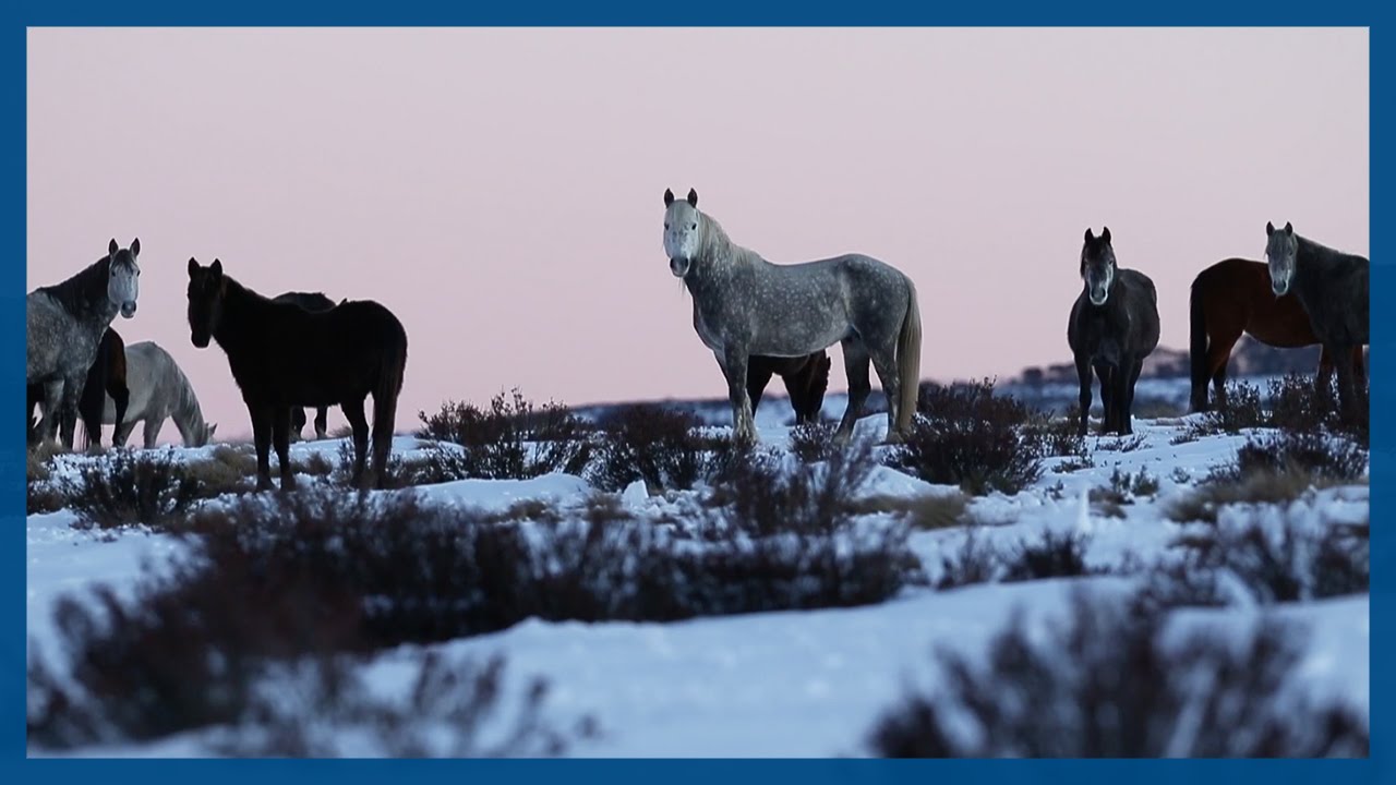 Australian brumbies: We don't want to see them shot | Guardian Australia