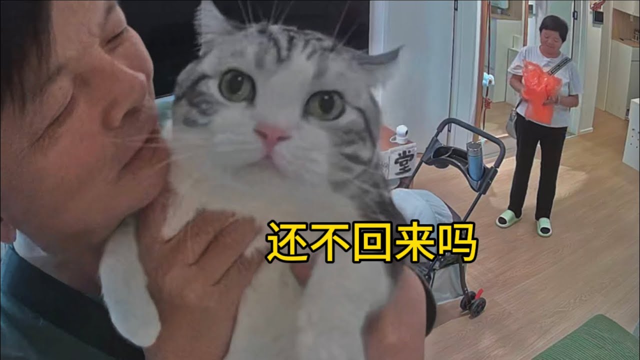 國慶把貓給爸媽養，不拆家跑酷，還自律早睡？