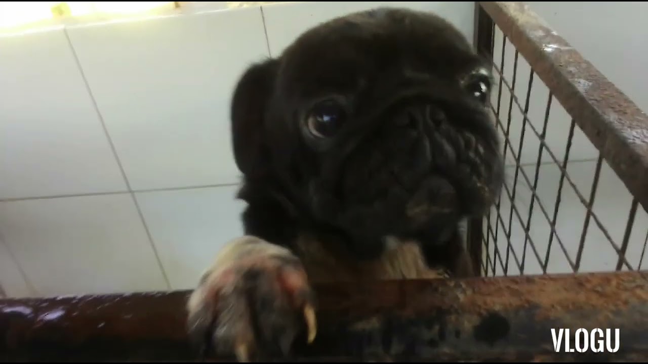 vlogs animals rtv