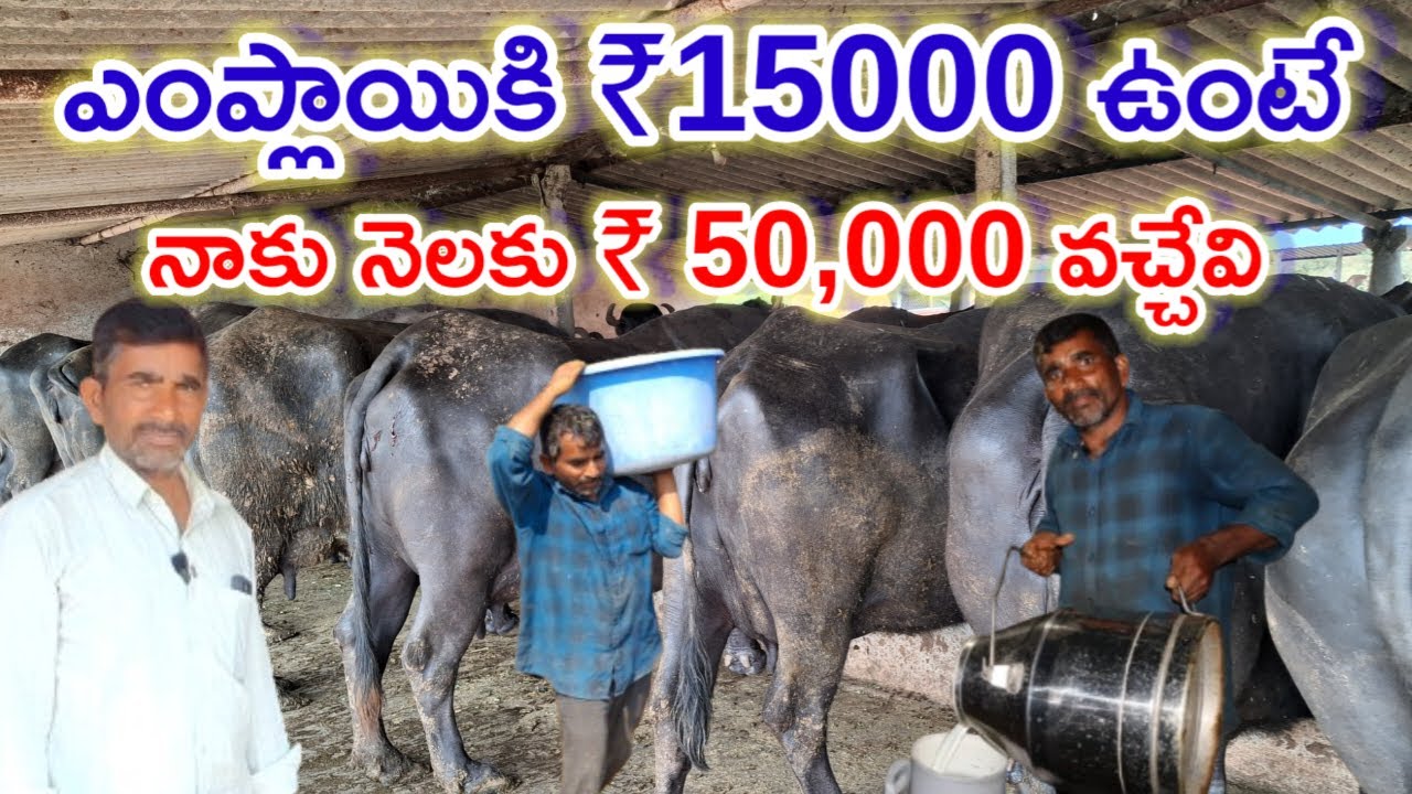 పాలు తక్కువ ఇస్తే Fat ఎక్కువ వస్తుంది dairy farmer varunkumar successful story @MalleshAdla