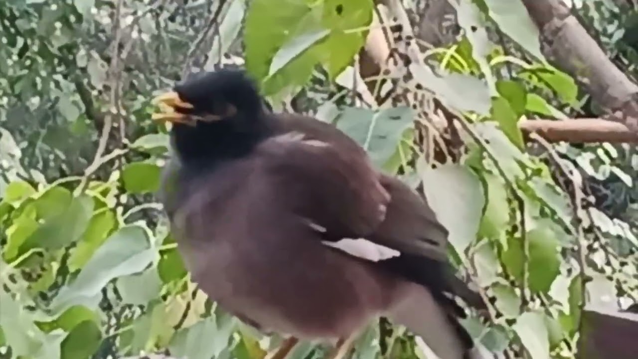  common myna. #sound of myna