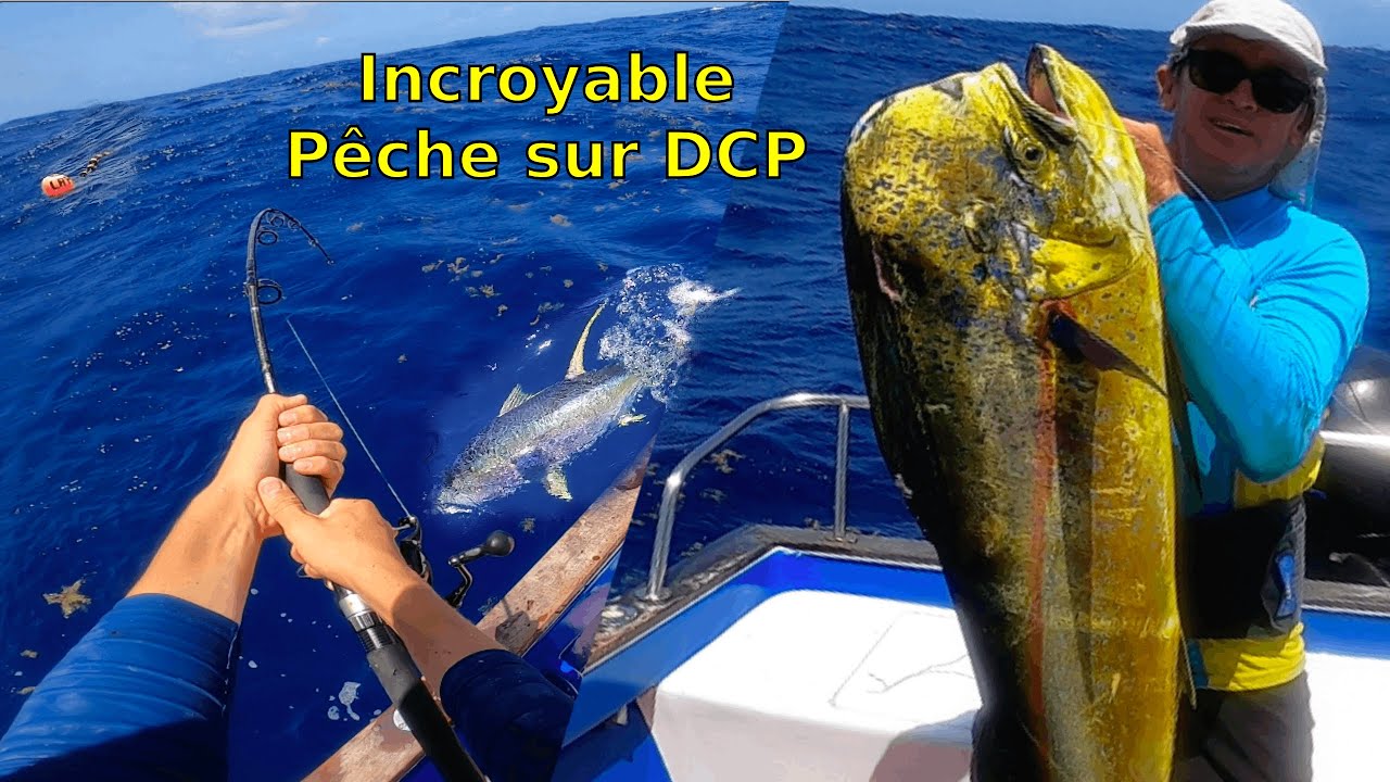 GROS THONS au JIG et des DAURADES en frénésies sur DCP