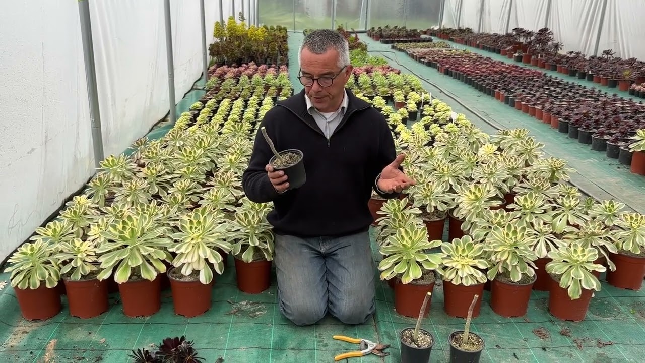 Obtenir des Aeonium vigoureux et ramifiés