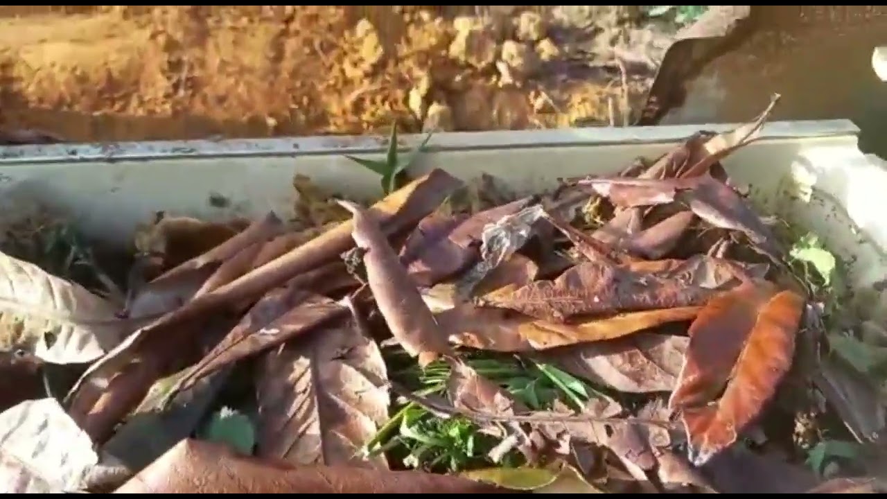 Como transformar terra vermelha em terra preta e mais produtiva!!!
