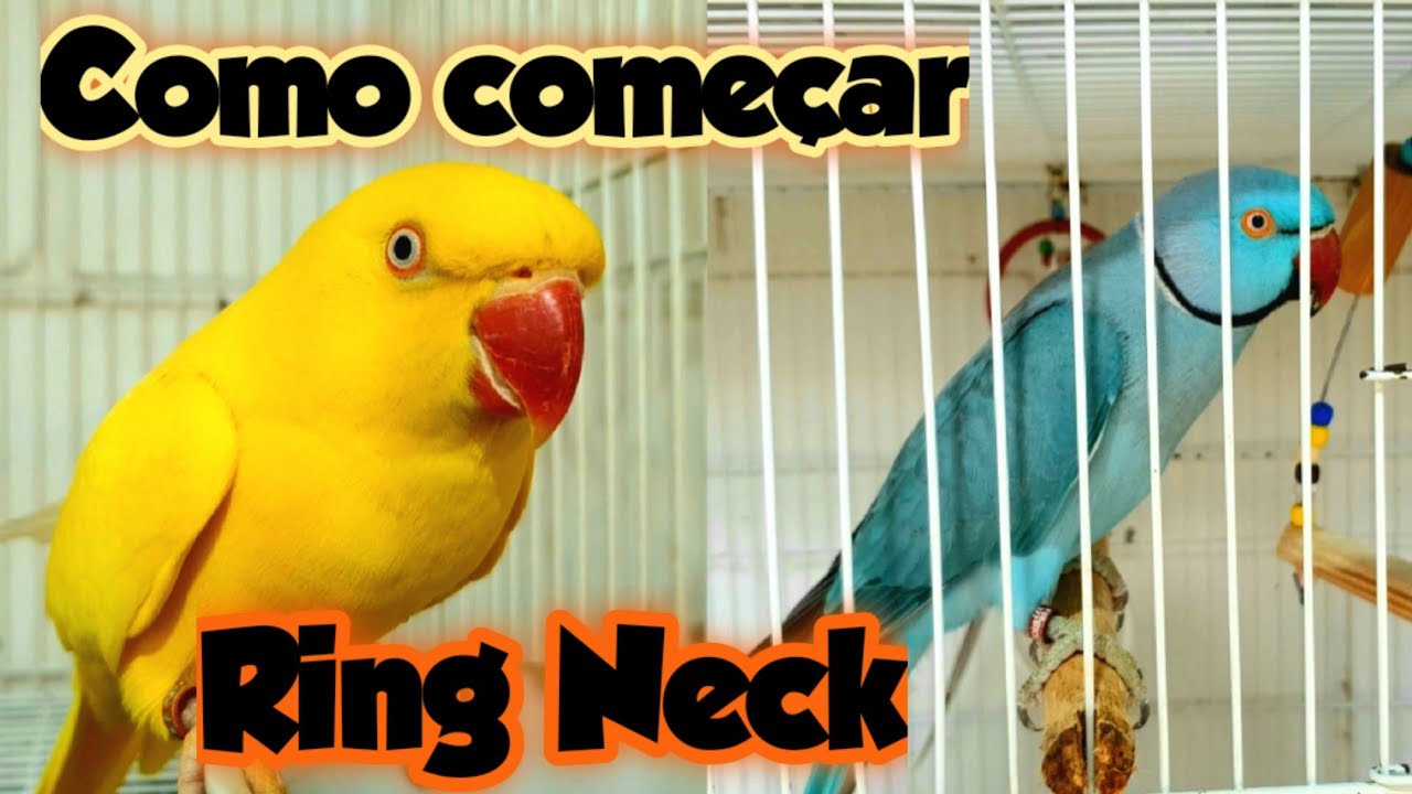 COMO FORMAR CASAIS DE RING NECK - COMO COMEÇAR UMA CRIAÇÃO DE RING NECK
