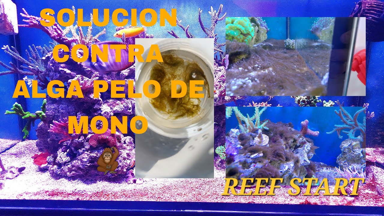 Solución para el alga filamentosa ( pelo de mono ) y actualización del acuario