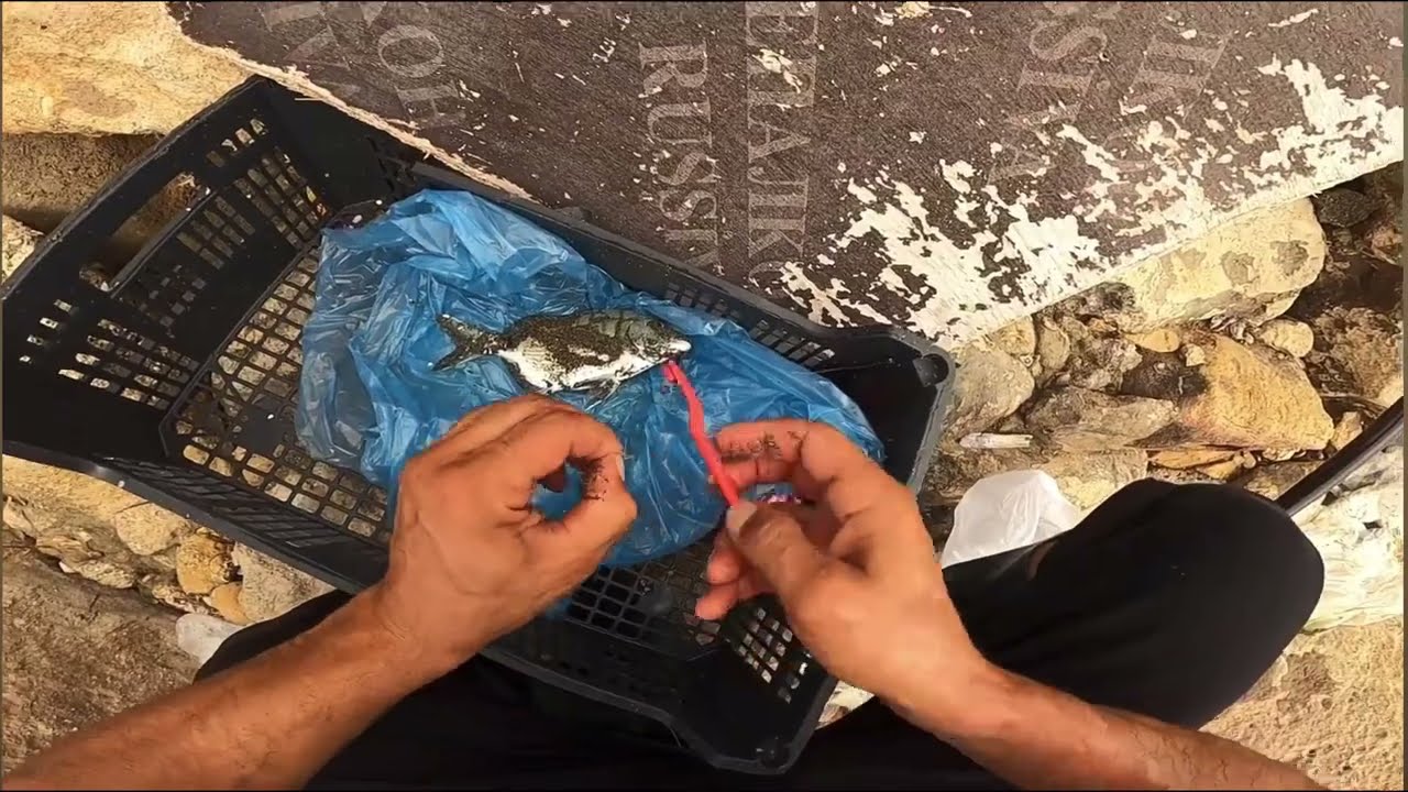 Sargozları Kıyıya sürükleyerek çıkardım 