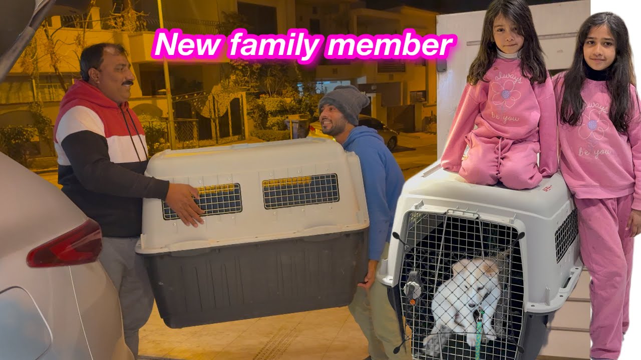 New family member ki entry | Sitara yaseen vlog