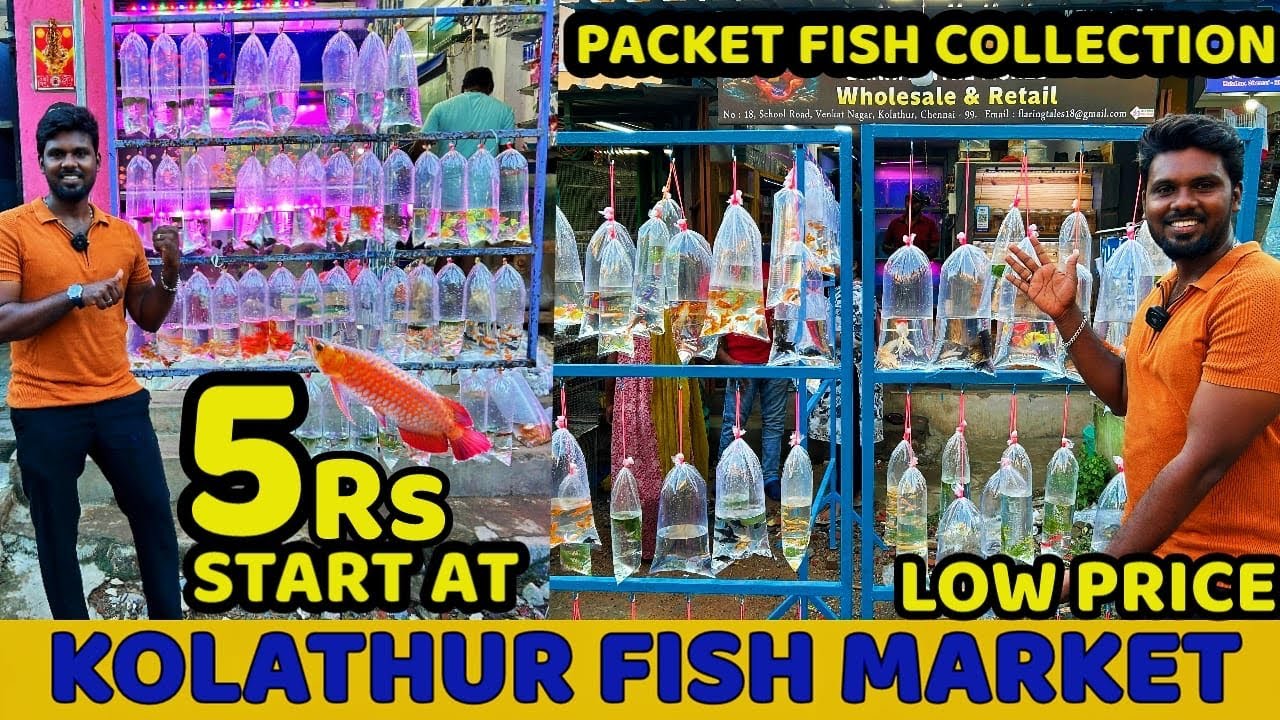 Kolathur Aquarium Fish Market 2024 || 5Rs kolathur Pocket Fish ||🐠 🐟🐠