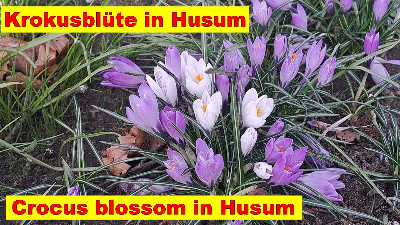 Krokus Blüte Husum Schleswig Holstein Deutschland