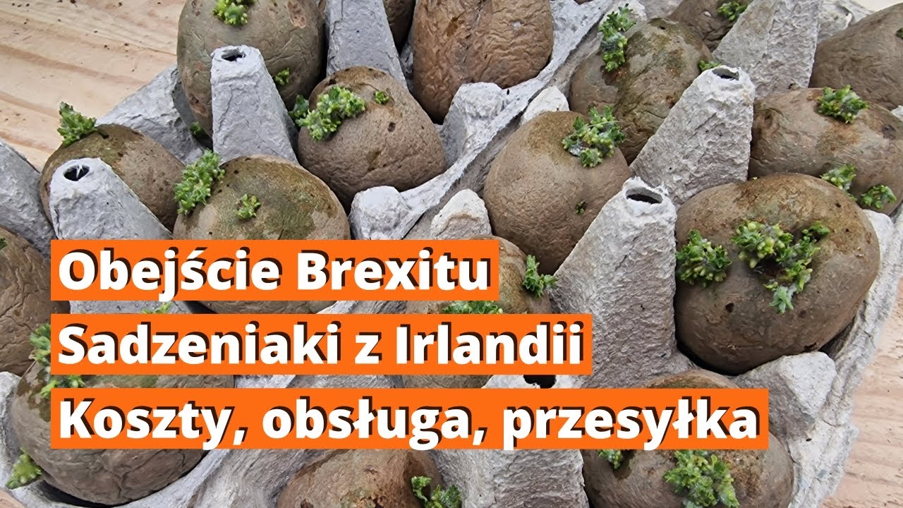 Ziemniaki z Irlandii. Sadzeniaki angielskich odmian ziemniak&oacute;w prosto z Irlandii. Jakie koszty.