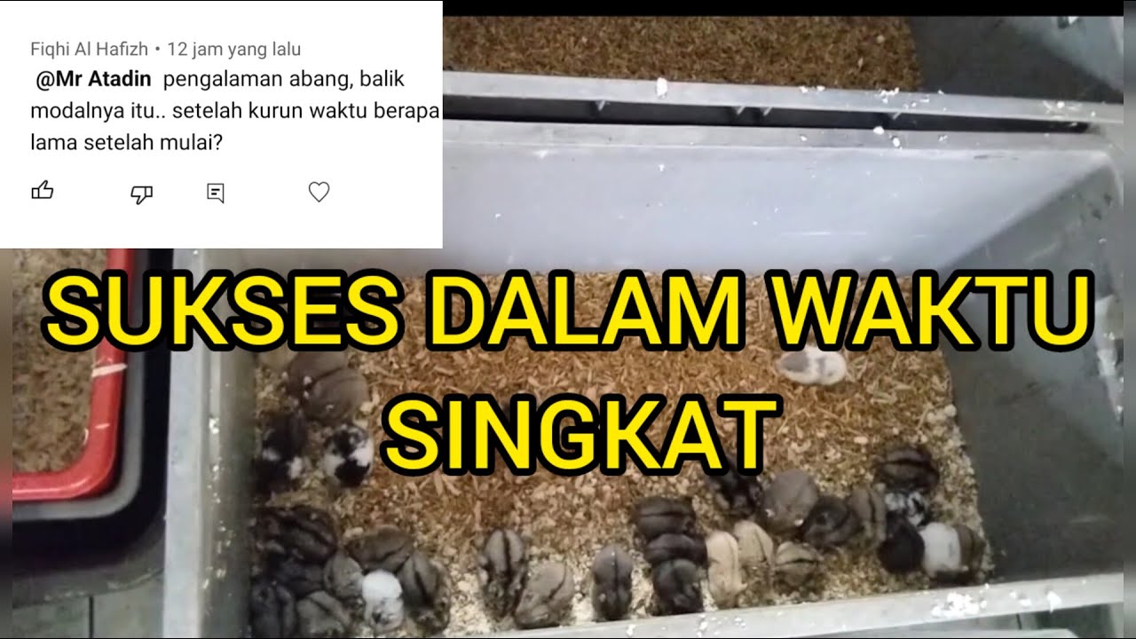 Ternak Hamster Sukses Dalam Waktu Singkat || Butuh berapa lama bisa kembali modal?!
