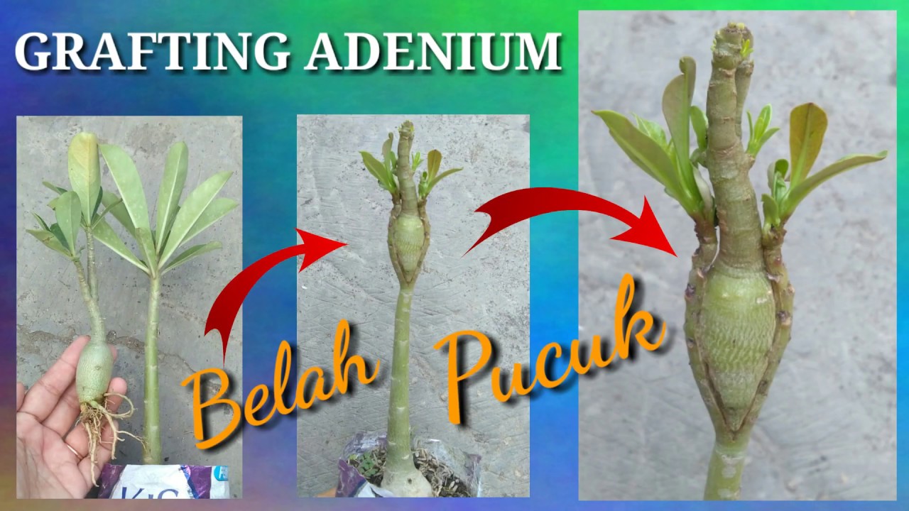 Grafting Adenium Belah Pucuk.
