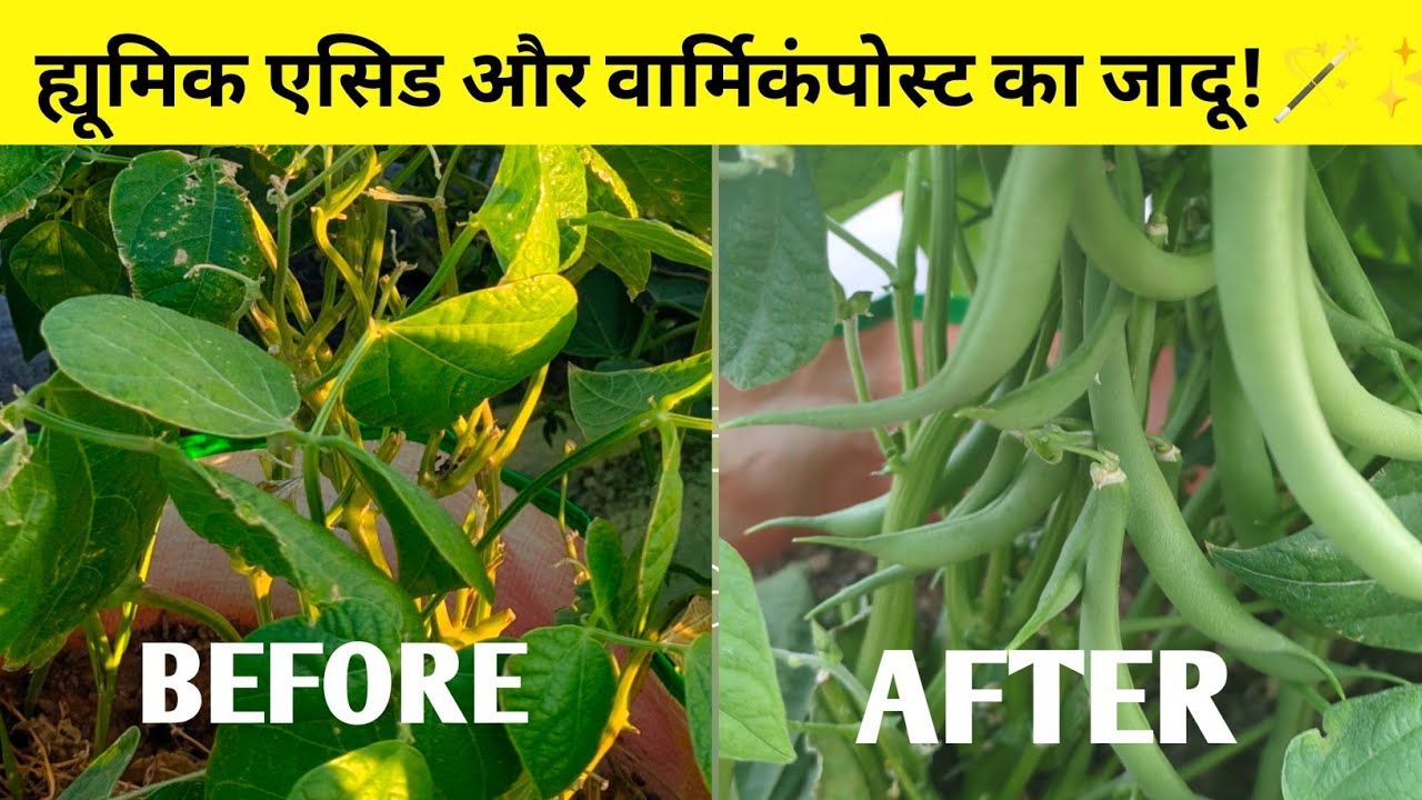Terrace में पुराने बीन्स के पौधे से दोबारा बंपर पैदावार कैसे पाएं?