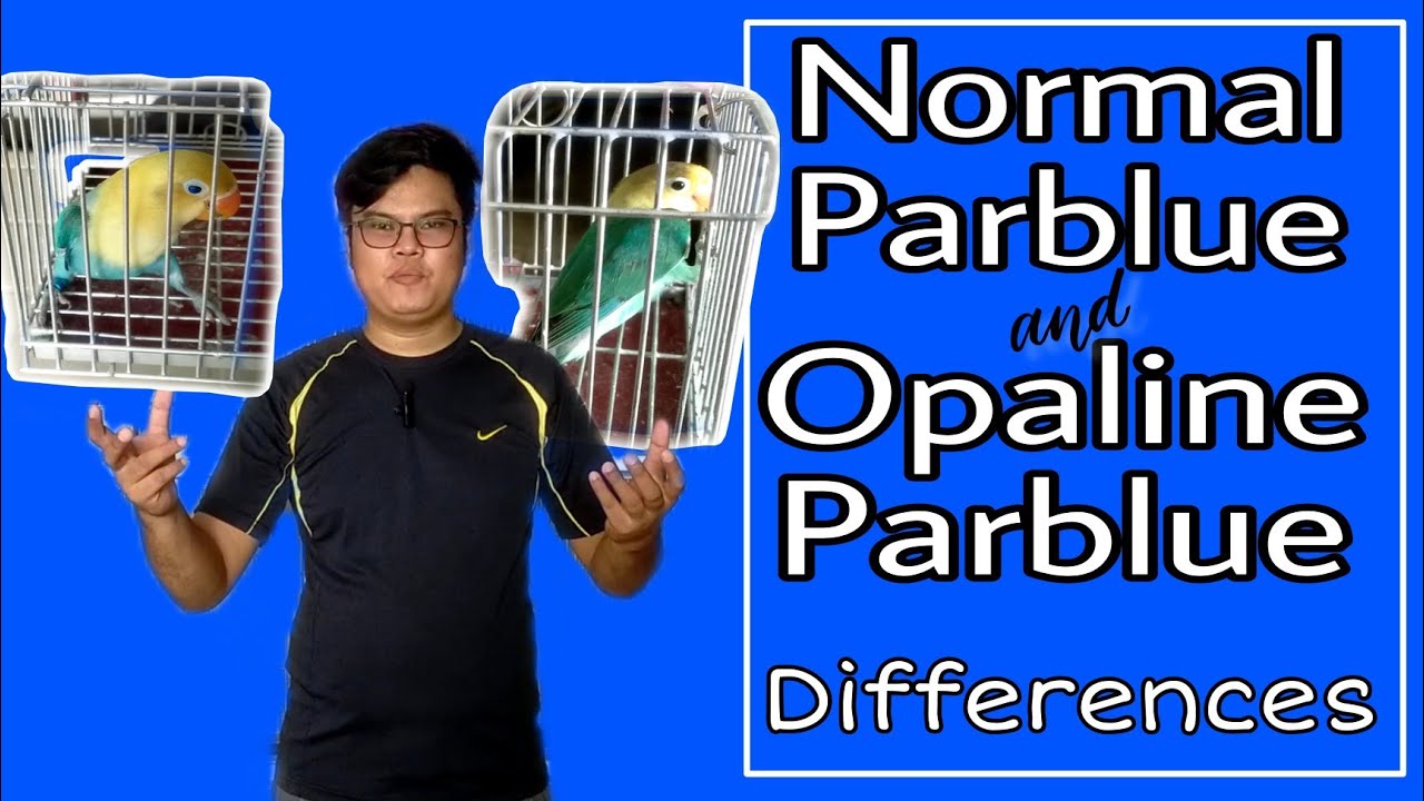 Pinagkaiba ng Normal Parblue at ng Opaline Parblue | RnR Aviary