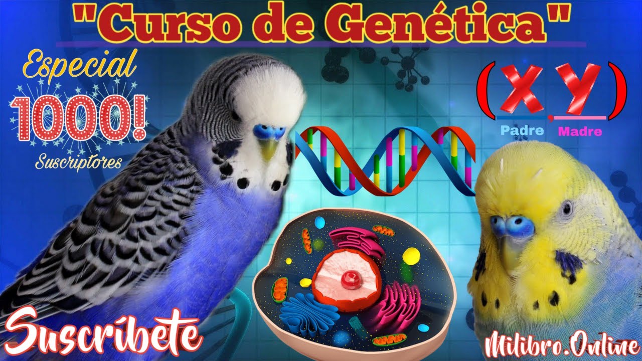 Curso de Genética Para Periquitos Australianos 📝 / 📚 Aprende de Mutaciónes y Cruces Fácil 🦜Parte 1️⃣