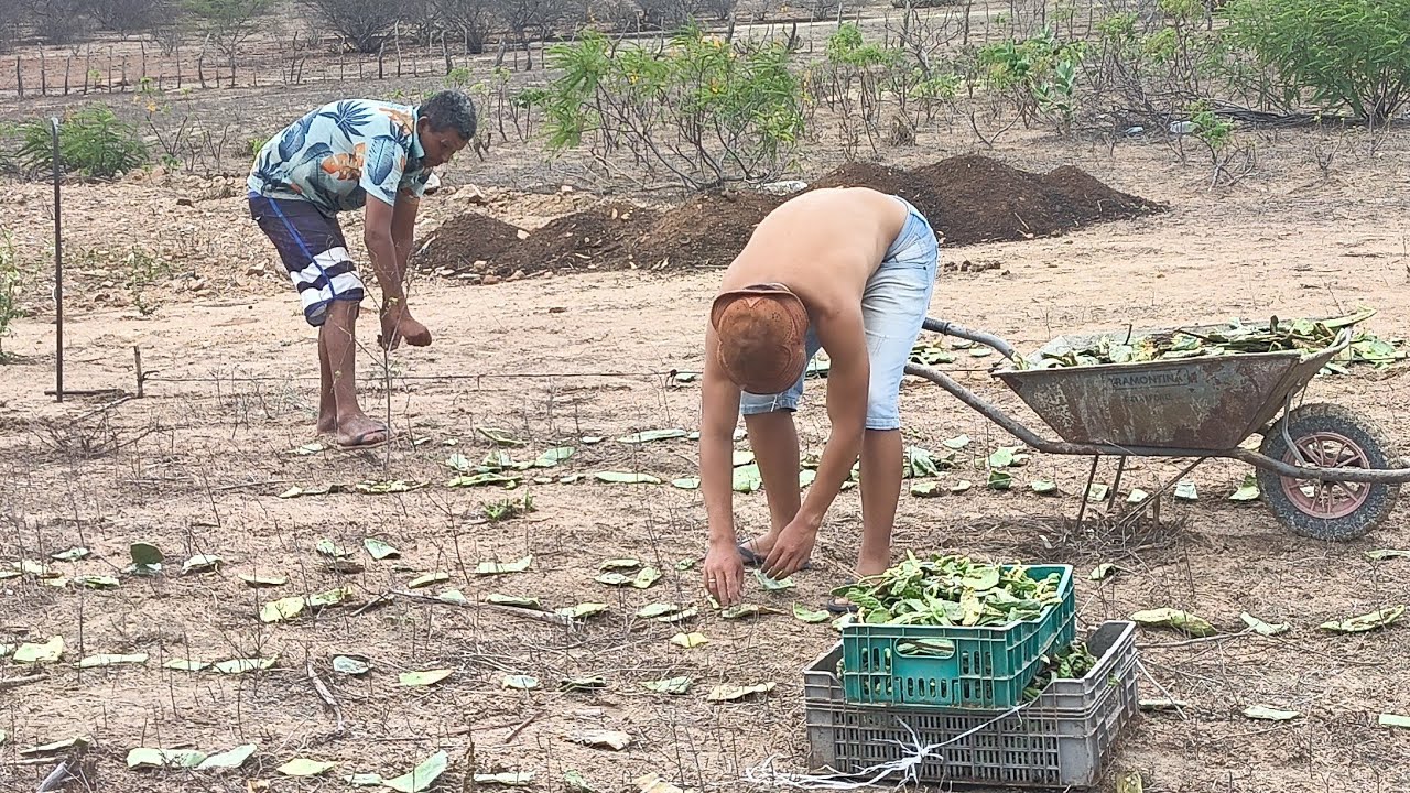 NOSSOS PAIS QUANDO CHOVIA PLANTAVA LOGO FEIJÃO PLANTEI A MAS QUERIDINHA DO NORDESTE CALIFÓRNIA PALMA