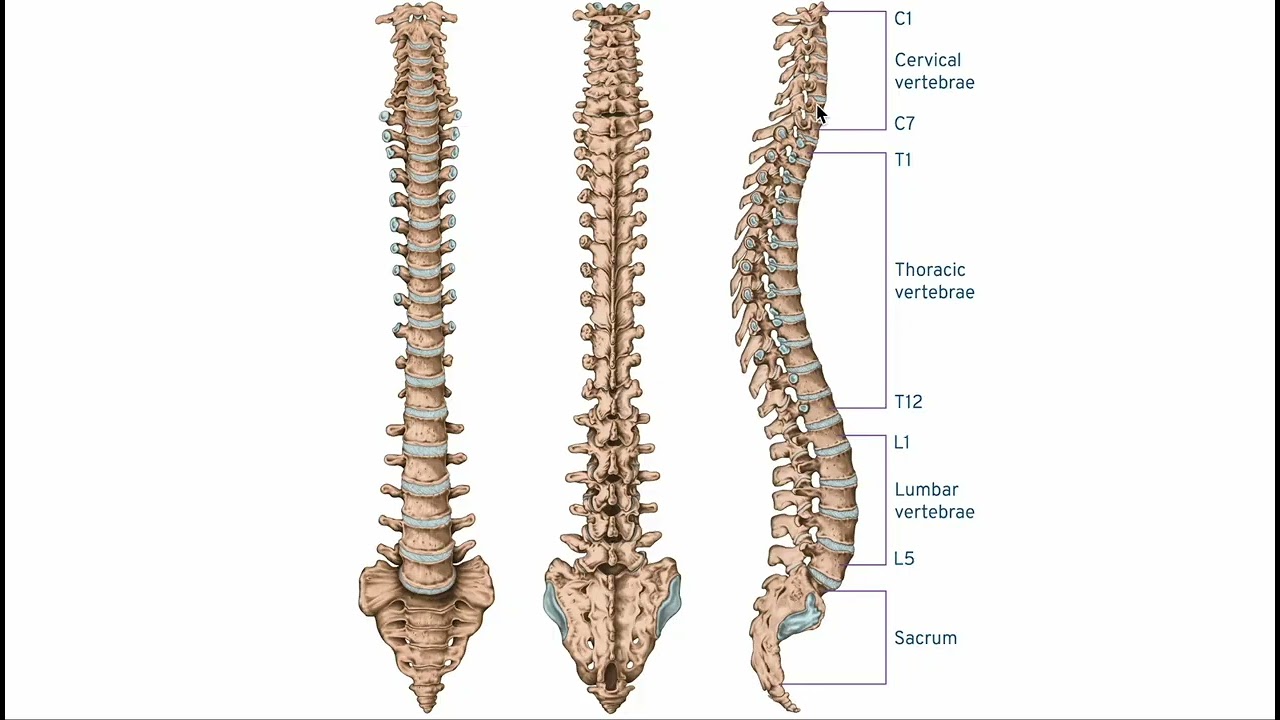 The Spine Explained for Runners: How It Moves & Why It Matters