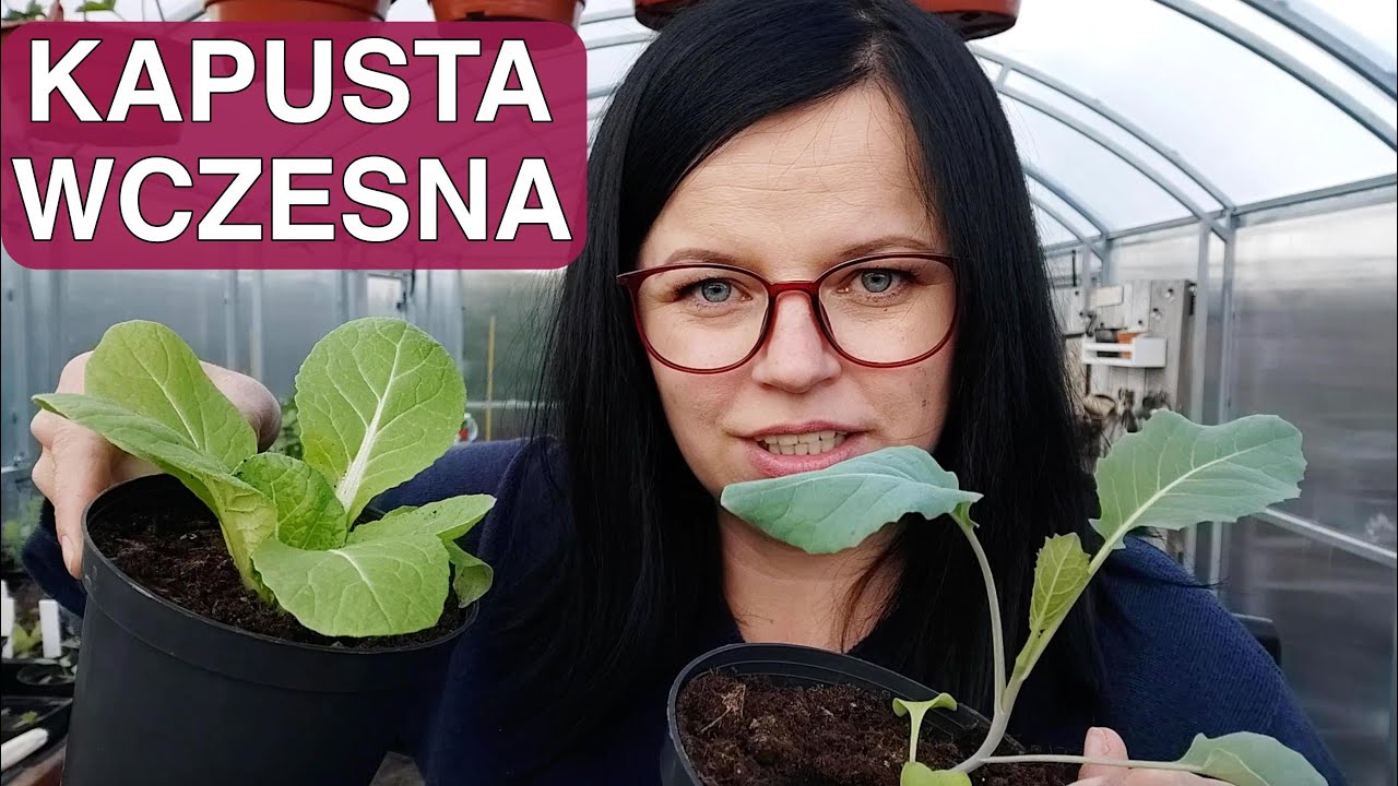 Uprawa kapusty wczesnej. Uprawa kapusty pekińskiej. Uprawa w szklarni. Kasia in kapusta.