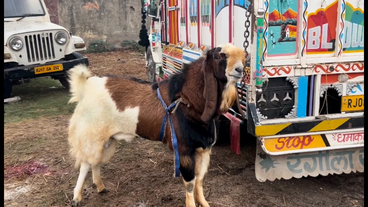 Kota bakra mandi rajasthan goat market live updet cover with price 27th December 2025