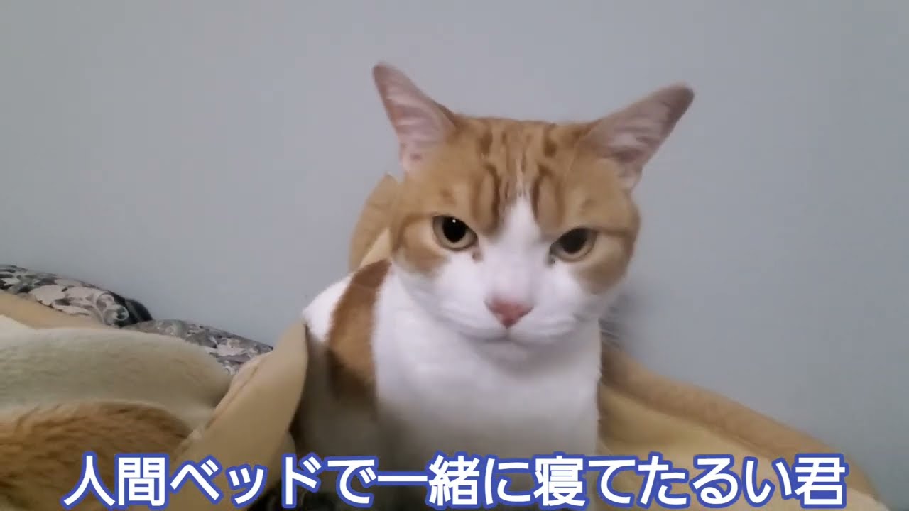 寝起きの猫達の動きが緩いので触るとこうなりました