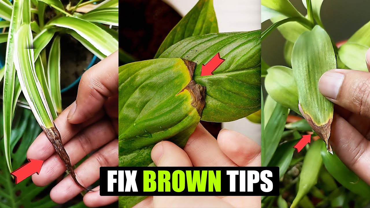 Brown leaf tips on houseplants