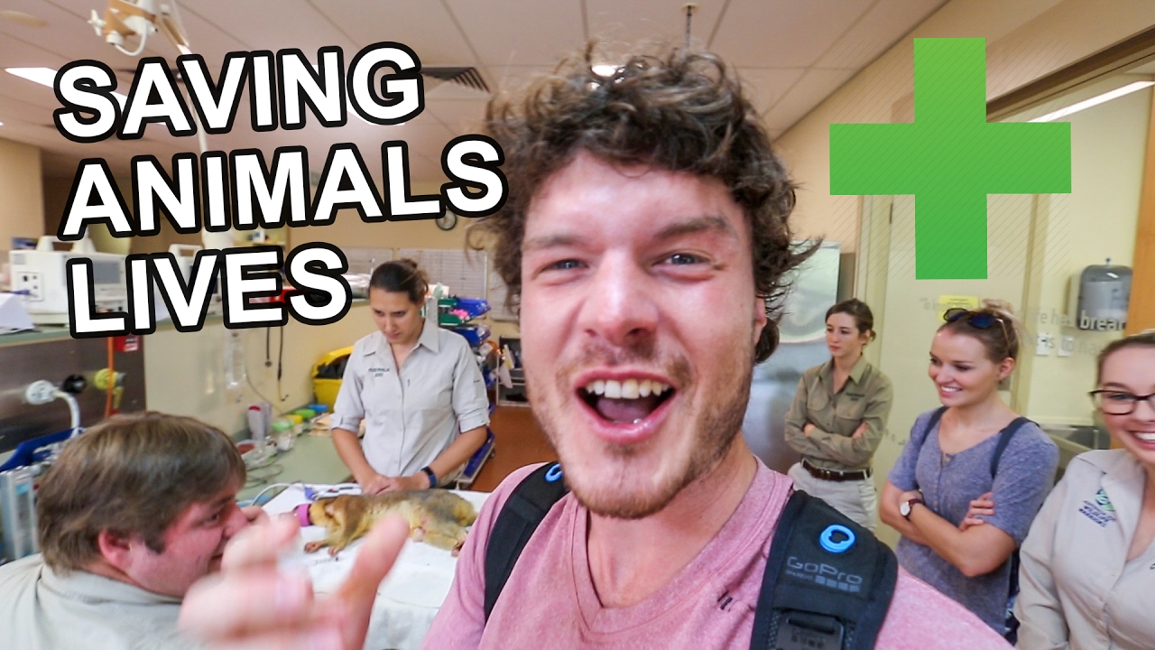 WORLDS LARGEST WILDLIFE HOSPITAL - AUSTRALIA ZOO