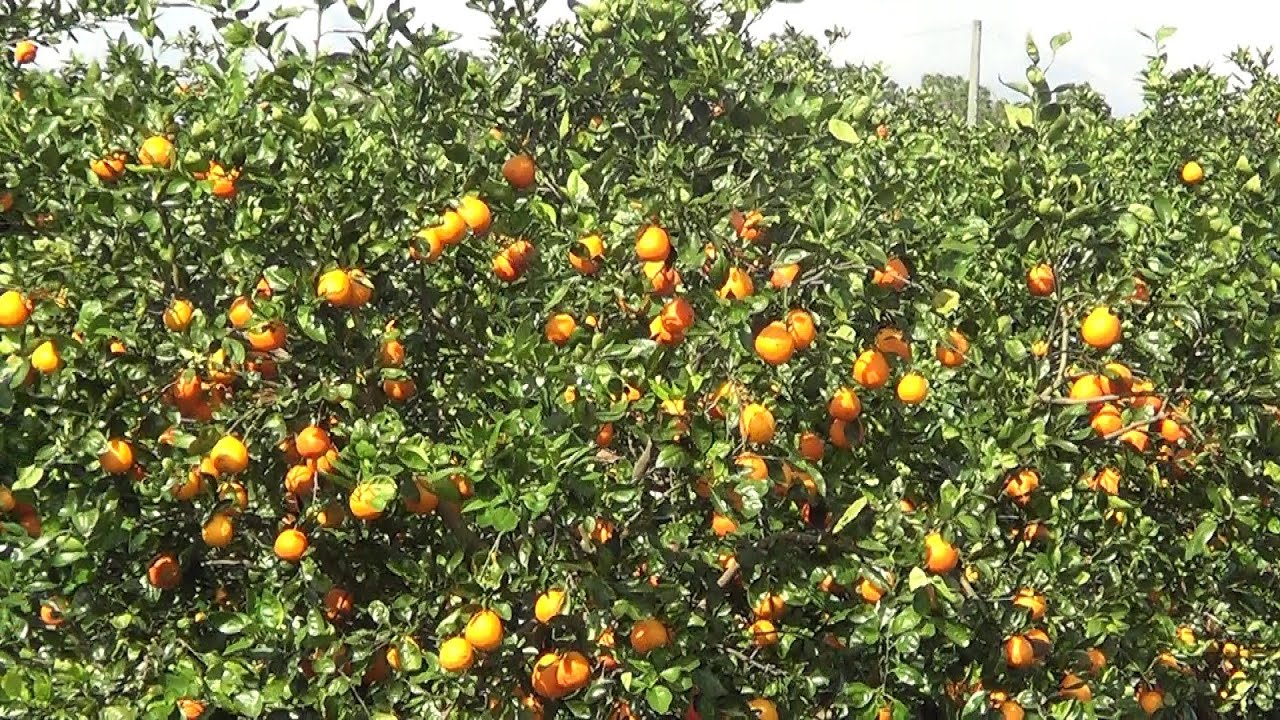 Orange Grove in Florida - REAL USA Ep. 28