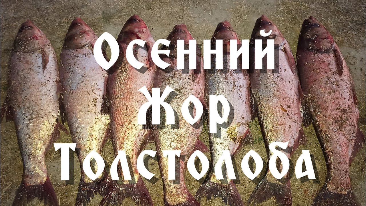 Осенний жор толстолоба. Рыбалка у Мамеда.