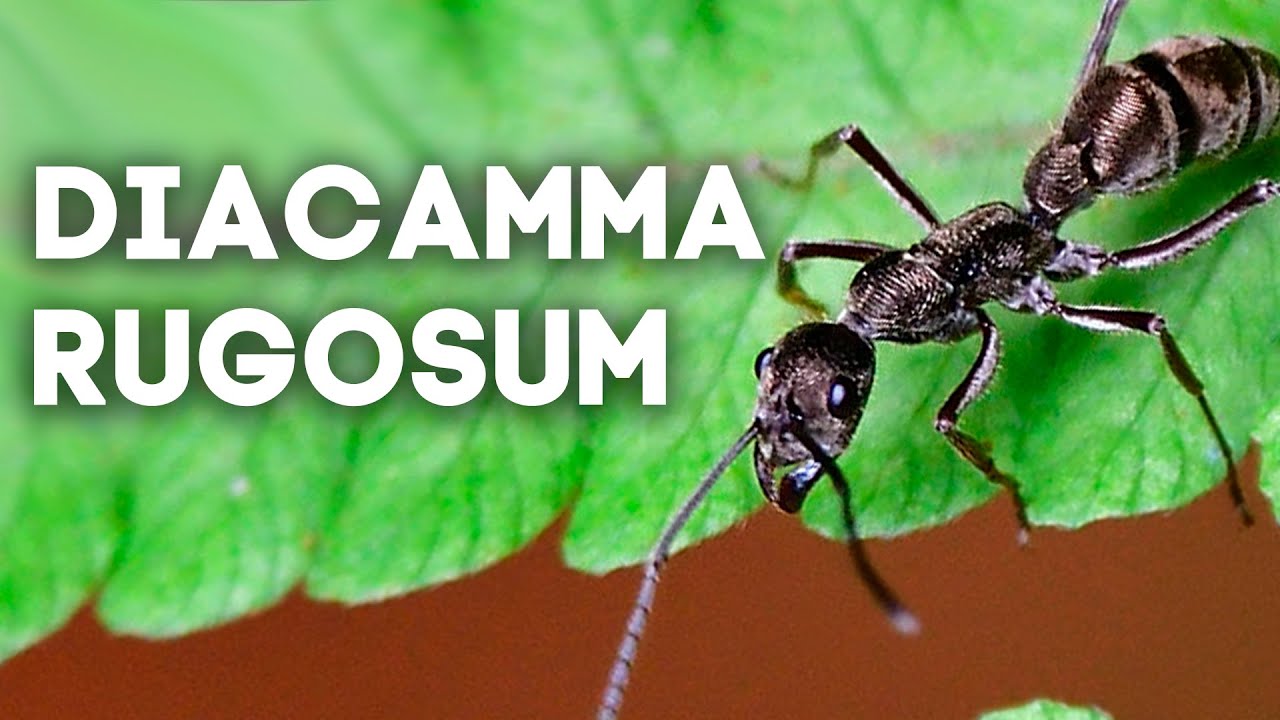 Хищники тропических лесов - Diacamma rugosum (диакамы) \\ Димон и Пумба