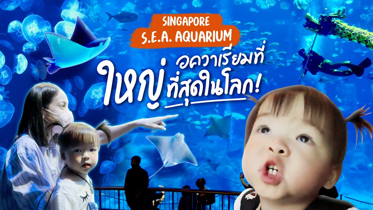 SEA Aquarium พาเที่ยวสิงคโปร์ เดินดูอควาเรียมที่ใหญ่ที่สุดในโลก!! | Ase Wang