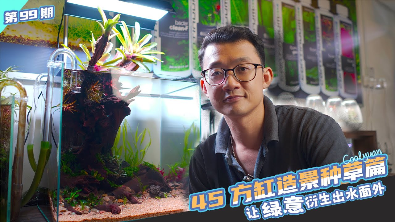 45方缸造景种草篇让绿意衍生出水面外ep99