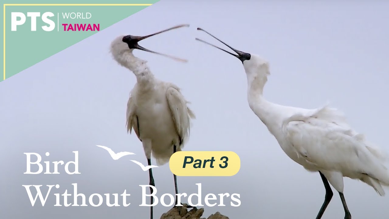 Bird Without Borders｜3 of 4｜Documentary｜Stories of the Black-Faced Spoonbill｜返家八千里－黑面琵鷺　ENG/CHI SUB