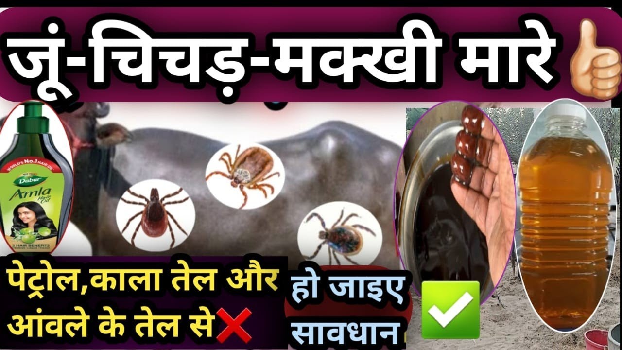 5 मिनट में जु,चिचड़,मक्खी मारे✅ पेट्रोल,काला तेल और आंवले के तेल से ❌ हो जाइए सावधान👉वरना मौत