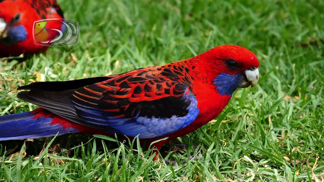 Some Australian Parrots (4K)