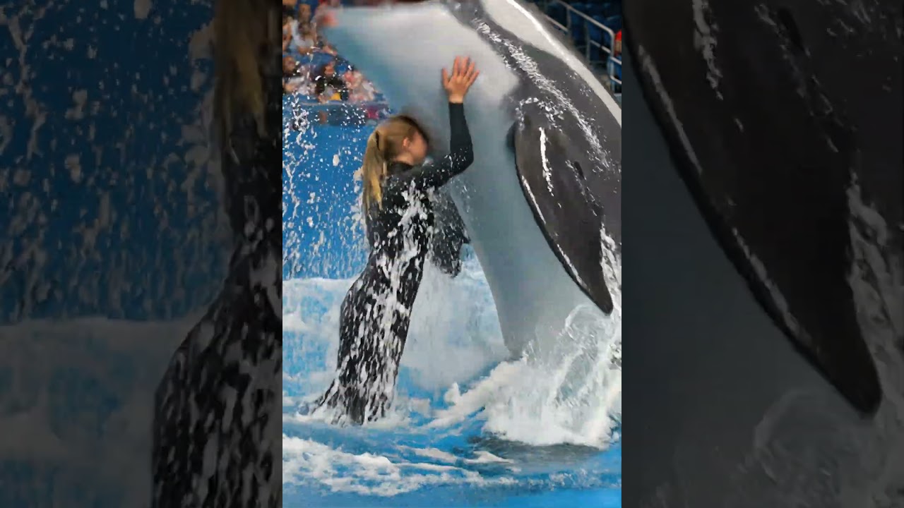 Shocking Dolphin Attack Jessica (Simulation) at Aquatic Show &ndash; Unreal 6 Second Clip!