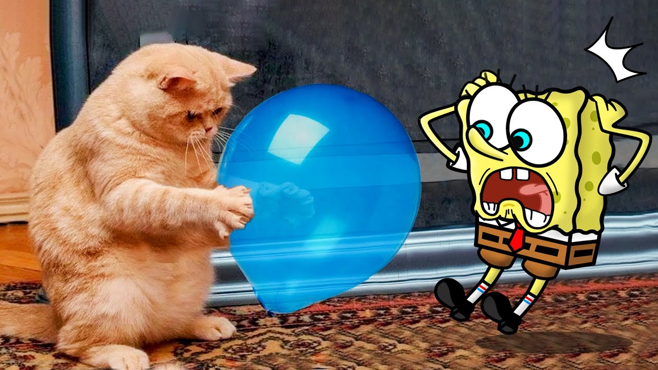 New Funny Animals 2023 😂 Funniest Cats And Dogs Videos 😾🐶 Spongebob in Real Life!