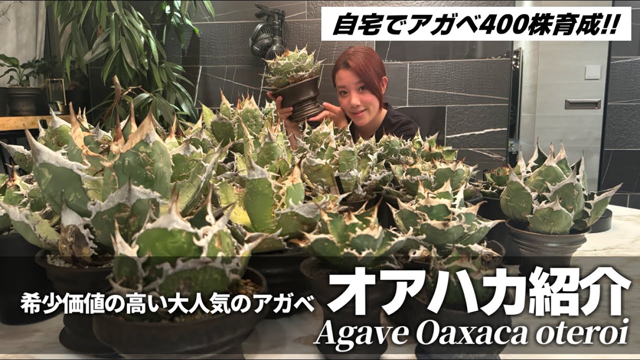 【アガベ】今が旬のオアハカの世界‼︎育成法と自宅にお迎えした大量のオアハカの紹介【Agave Oaxaca oteroi】