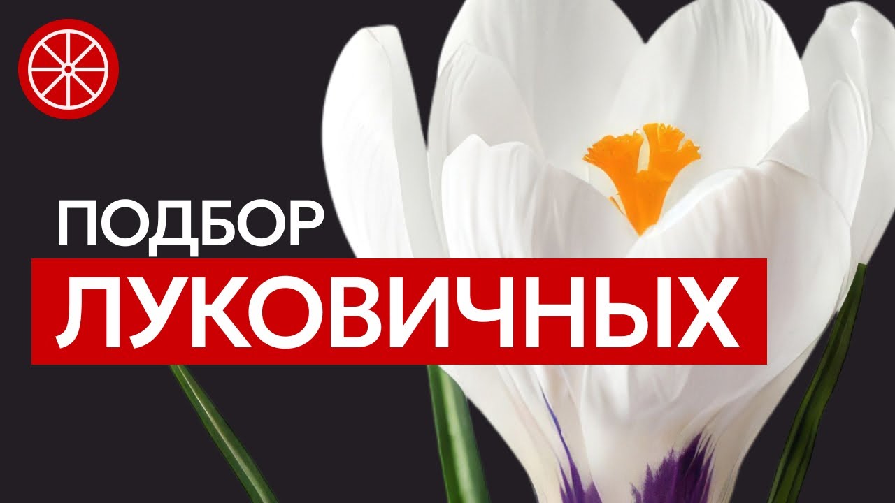 Лучшие сорта тюльпанов, нарциссов, крокусов. Подбираем 