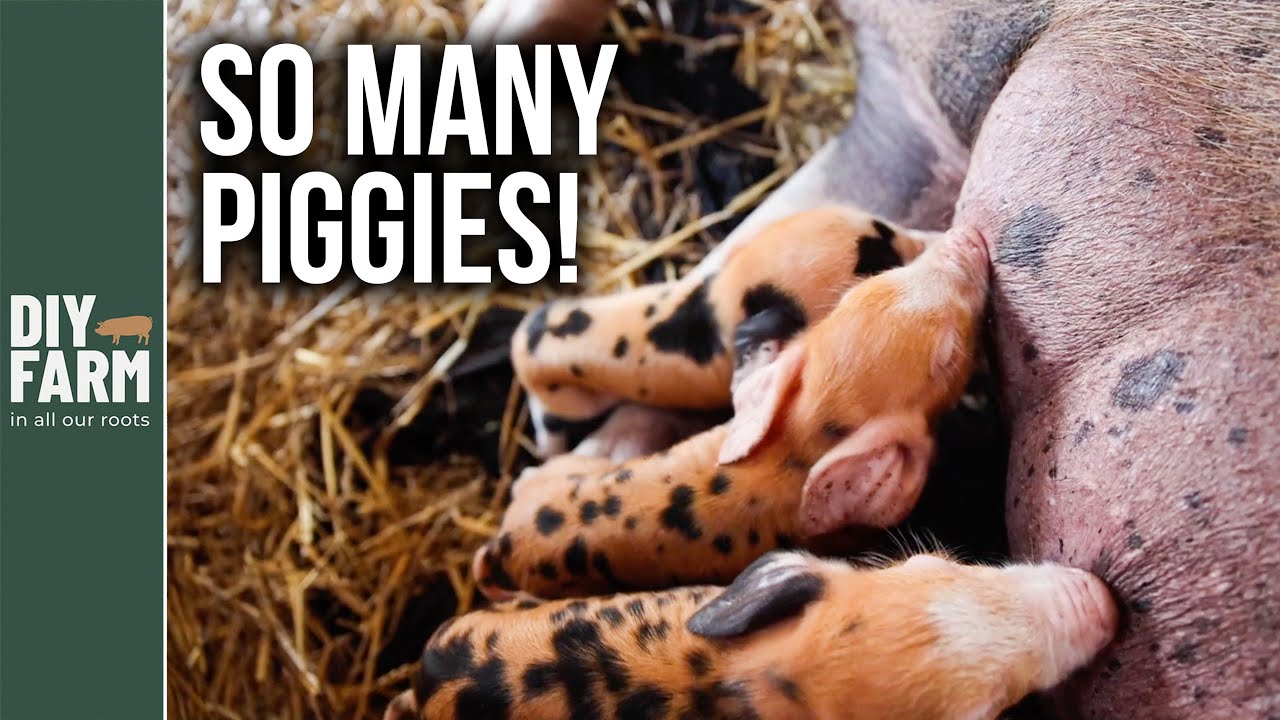 OUR FIRST EVER PIGLETS - Oxford Sandy and Blacks