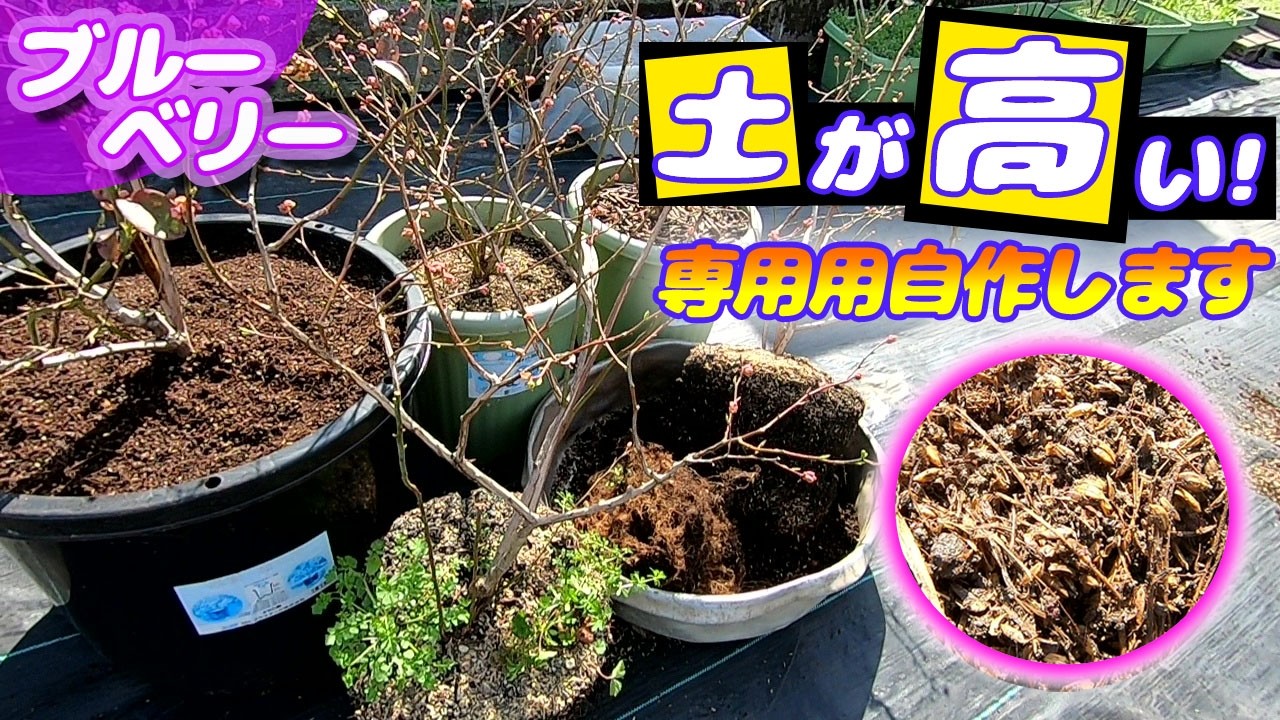 ブルーベリーの超低価格な専用用土の自作と植替え　課した条件は3つ