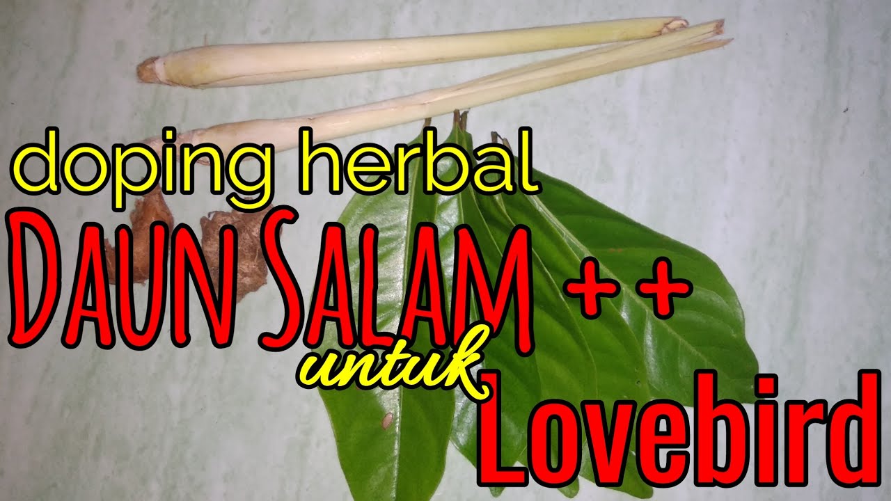 Daun Salam ++ untuk Lovebird | Doping Herbal