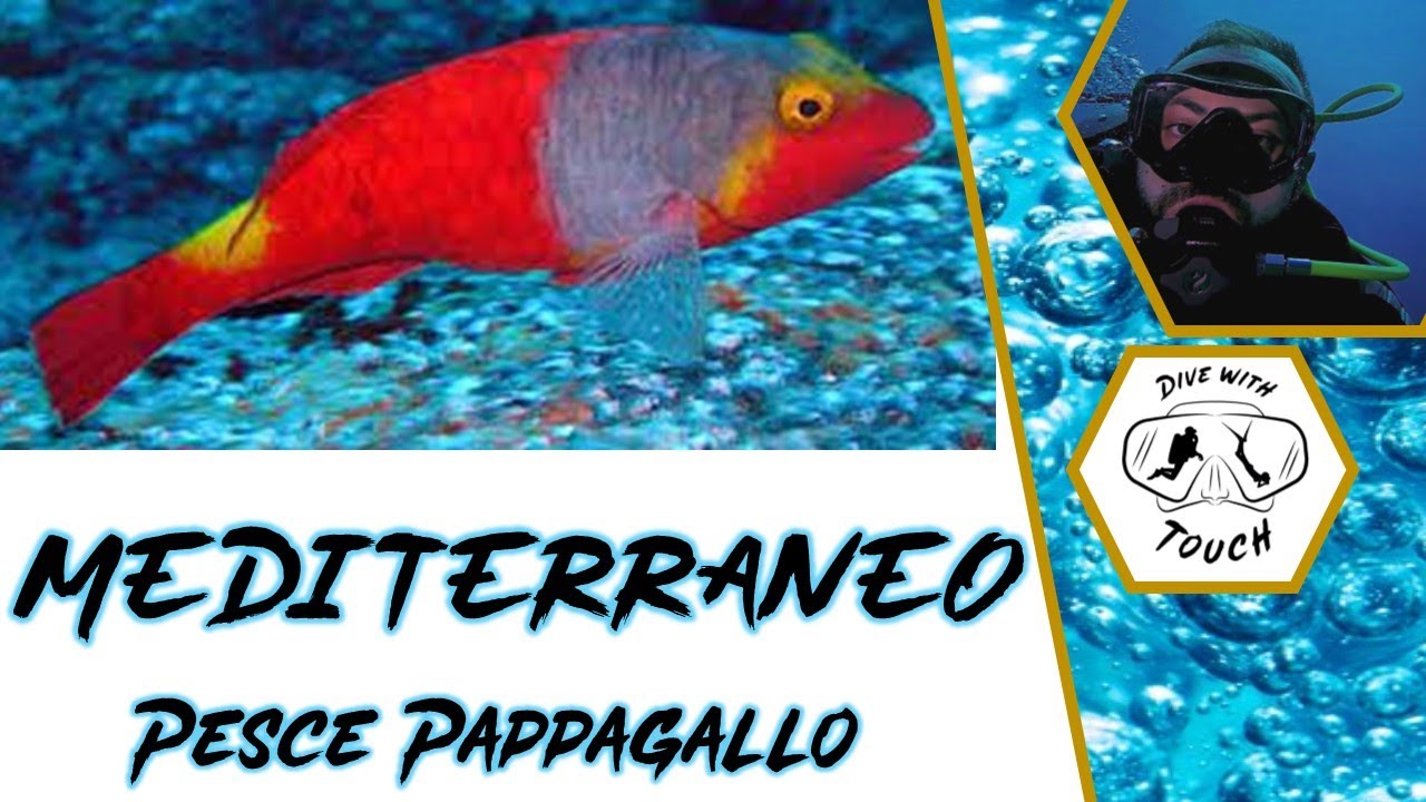 PESCE PAPPAGALLO - Mediterraneo, flora e fauna